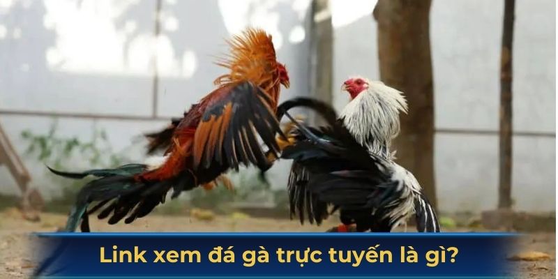 Link xem đá gà trực tuyến là gì?