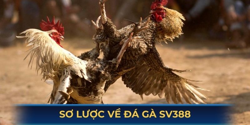 Sơ lược qua về đá gà SV388